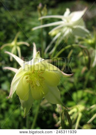 Flowers Of White Aquilegia In The Spring Garden. Gardening In Ukraine