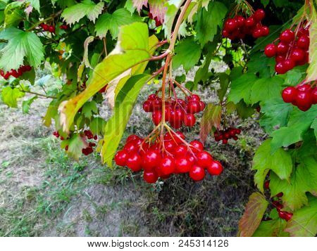 The Branch With Ripe Red Fruits Of The Viburnum Opulus And Yellow-green Leaves Weighs Above The Grou