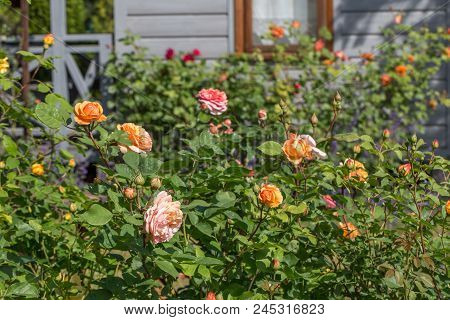 Blooming Yellow, Orange, Pink Rose In The Garden On A Sunny Day After Rain. Rose Charles Austin. Pan