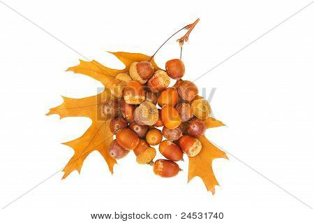 Acorns Upon Two Leafs On White