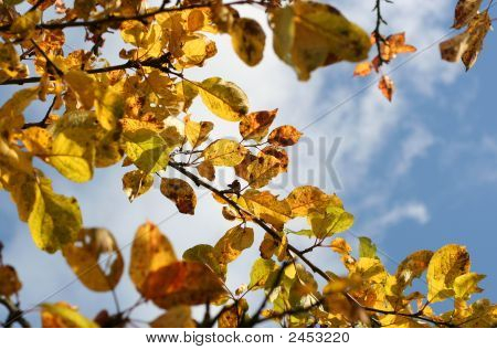 Aplle arbre
