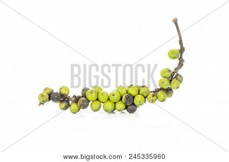 Unripe Green Drupes Of Fresh Black Pepper Isolated On White Background One Vine