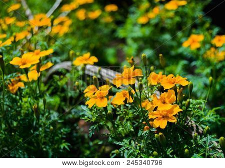 Marigolds (tagetis) In A Garden In Sunny Day