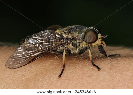 Horsefly On The Human Skin Ready To Bite