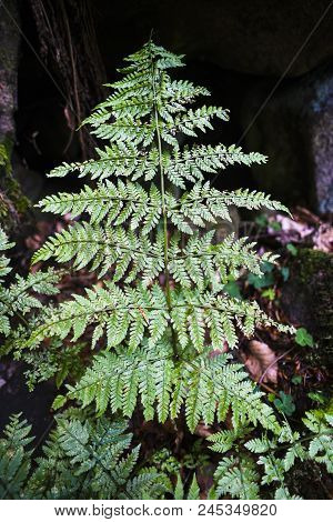 Fern Blooming In The Summer Forest.fern Blooming In The Summer Forest.
