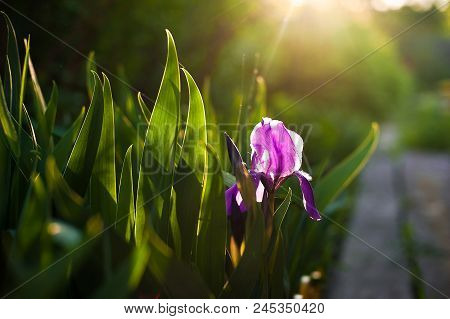 Purple Iris Flower. Close Up Detail Flower Blooming In Spring, Blurry Green Leaves Background. Brigh