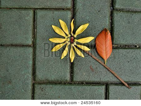 girasole