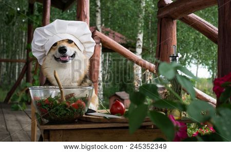 Dog Welsh Corgi Pembroke Is An Admirer Of Italian Food, Prepared A Salad Of Tomato, Arugula, Walnuts