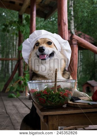 Dog Welsh Corgi Pembroke Is An Admirer Of Italian Food, Prepared A Salad Of Tomato, Arugula, Walnuts