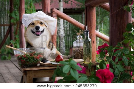 Dog Welsh Corgi Pembroke Is An Admirer Of Italian Food, Prepared A Salad Of Tomato, Arugula, Walnuts