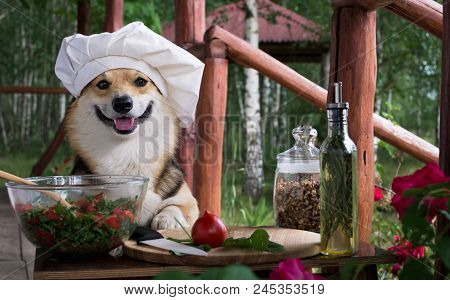 Dog Welsh Corgi Pembroke Is An Admirer Of Italian Food, Prepared A Salad Of Tomato, Arugula, Walnuts