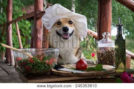 Dog Welsh Corgi Pembroke Is An Admirer Of Italian Food, Prepared A Salad Of Tomato, Arugula, Walnuts
