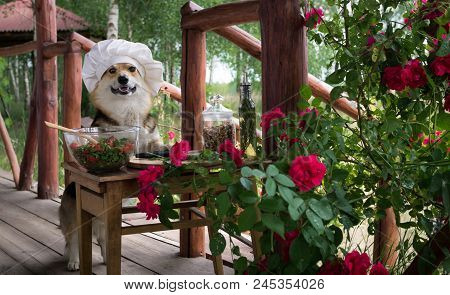 Dog Welsh Corgi Pembroke Is An Admirer Of Italian Food, Prepared A Salad Of Tomato, Arugula, Walnuts