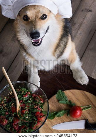 Dog Welsh Corgi Pembroke Is An Admirer Of Italian Food, Prepared A Salad Of Tomato, Arugula, Walnuts
