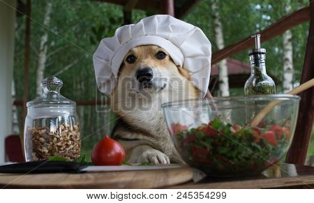 Dog Welsh Corgi Pembroke Is An Admirer Of Italian Food, Prepared A Salad Of Tomato, Arugula, Walnuts