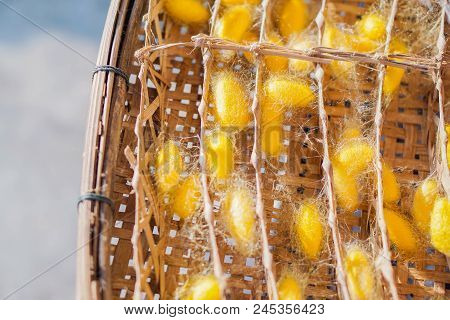 Cocoon The Species Is From Thailand.very Beautiful Yellow Gold.