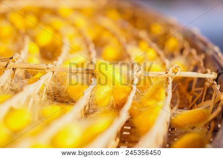 Yellow cocoon The species is from Thailand.