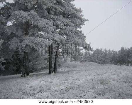 Première neige
