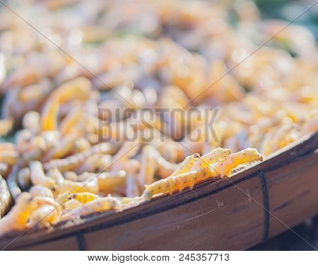Yellow Worms From Thailand. The Fabric Weaving Is Beautiful.