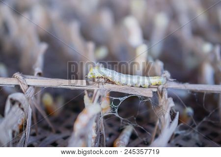 Silk worms from Thailand can be cooked.