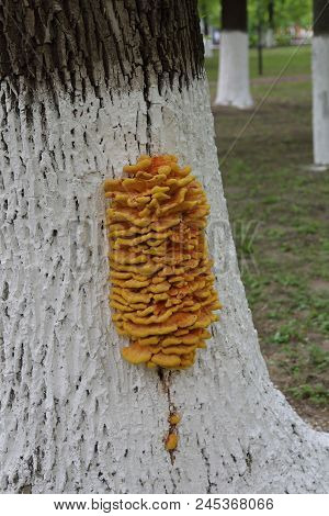 Mushrooms On The Trunk Of A Tree