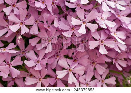 Beautiful Pink Flowers For Background, Pink Plumeria, Bouquet Of Pink Flowers, Pink Background