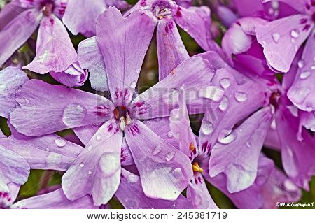 Beautiful Pink Flowers For Background, Pink Plumeria, Bouquet Of Pink Flowers, Pink Background