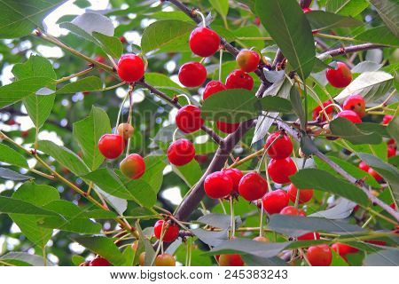 Cherries Hanging On A Cherry Tree Branch