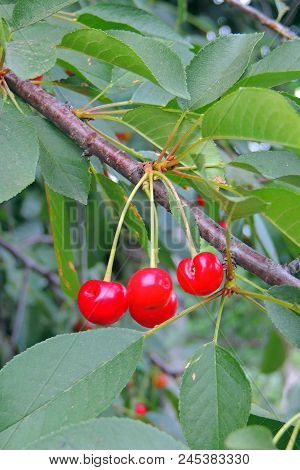 Cherries Hanging On A Cherry Tree Branch