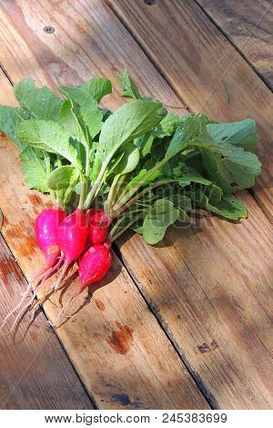 Fresh Aromatic Juicy Ripe Vegetables Radish And Juicy Greens Parsley Dill Pepper Bay Leaf Layout Pat