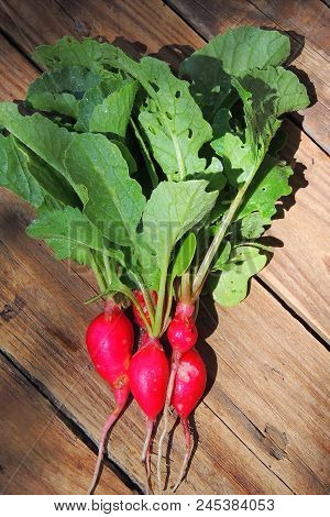 Fresh Aromatic Juicy Ripe Vegetables Radish And Juicy Greens Parsley Dill Pepper Bay Leaf Layout Pat