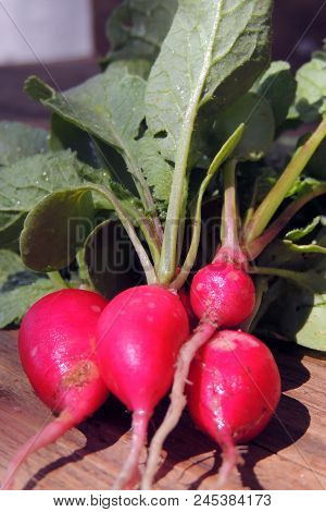 Fresh Aromatic Juicy Ripe Vegetables Radish And Juicy Greens Parsley Dill Pepper Bay Leaf Layout Pat