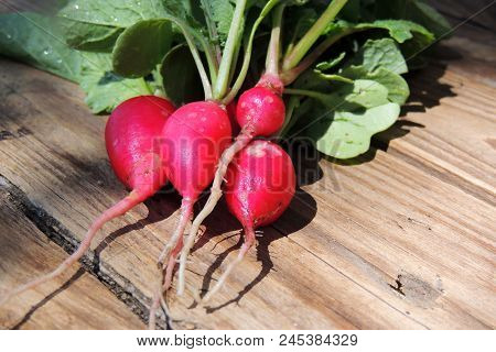 Fresh Aromatic Juicy Ripe Vegetables Radish And Juicy Greens Parsley Dill Pepper Bay Leaf Layout Pat