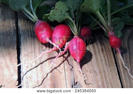 Fresh Aromatic Juicy Ripe Vegetables Radish And Juicy Greens Parsley Dill Pepper Bay Leaf Layout Pat