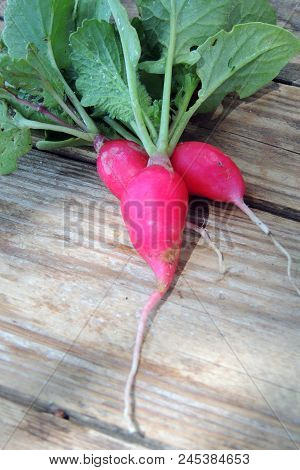 Fresh Aromatic Juicy Ripe Vegetables Radish And Juicy Greens Parsley Dill Pepper Bay Leaf Layout Pat
