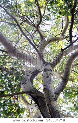 Treetops In A Beech Forest With A Dead Tree