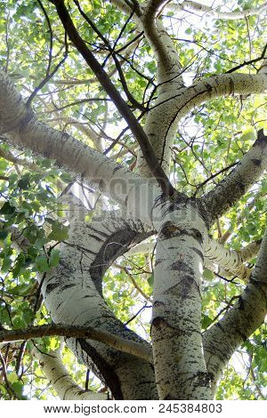 Treetops In A Beech Forest With A Dead Tree