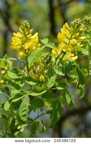 Dalmatian Laburnum Yellow Flowers - Latin Name - Petteria Ramentacea
