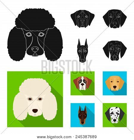 Muzzle Of Different Breeds Of Dogs.dog Of The Breed St. Bernard, Golden Retriever, Doberman, Dalmati