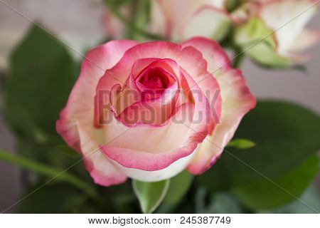Beautiful Rose Flower In Garden. Rose Flower Background. Roses Flower Texture. Lovely Rose. Roses In