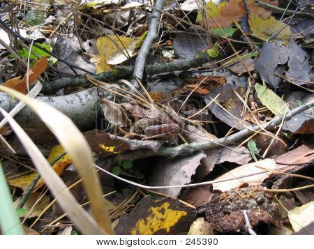Wenig Wald-Frosch