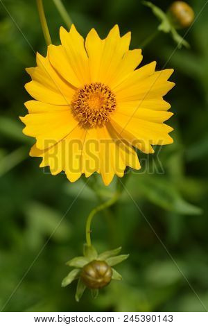 Star Tickseed Yellow Flower - Latin Name - Coreopsis Pubescens