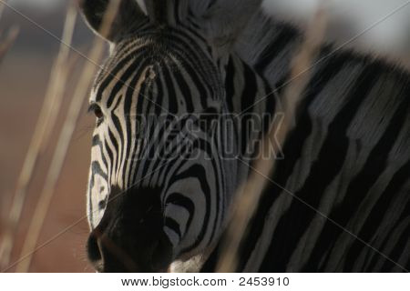 Zebra