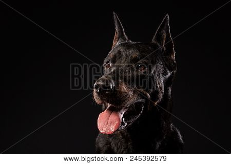 Portrait Of Doberman Pinscher Against Black Background Front View