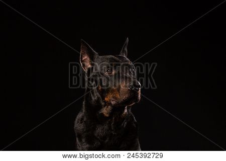 Portrait Of Doberman Pinscher Against Black Background Front View