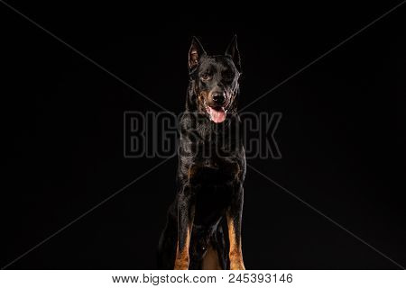 Portrait Of Doberman Pinscher Against Black Background Front View