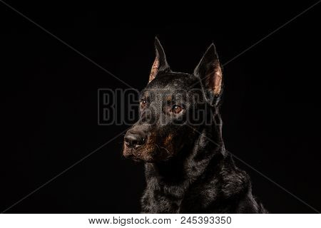 Portrait Of Doberman Pinscher Against Black Background Front View