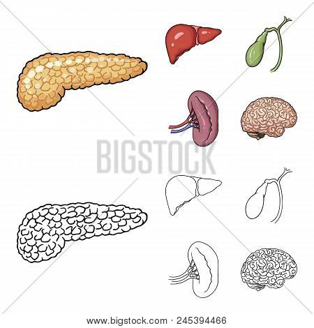 Liver Gallbladder Vector Photo Free Trial Bigstock