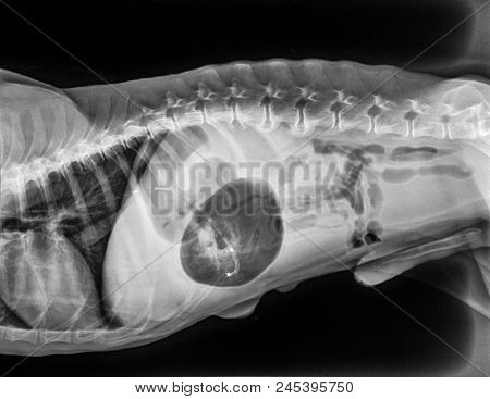 X-ray Of Dog Lateral View With Gastric dilatation Volvulus 