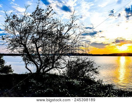 Trees And Vegetation Silhouetted In The Setting Sun On Johnson Bay In Lubec, Maine With Wild Flowers